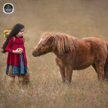 Outdoor Portrait session of young girl feeding her pony an apple, taken in a golden field in Kingston Ontario 